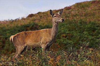 《赛博朋克2077》MOD修复游戏中的光追效果