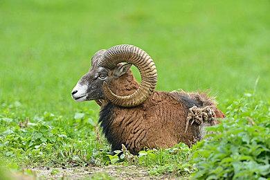 《怪物猎人崛起：曙光》新映像见闻录 裂伤及劫血异常