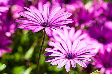 神谷英树透露想开发大神和红侠乔伊系列新作